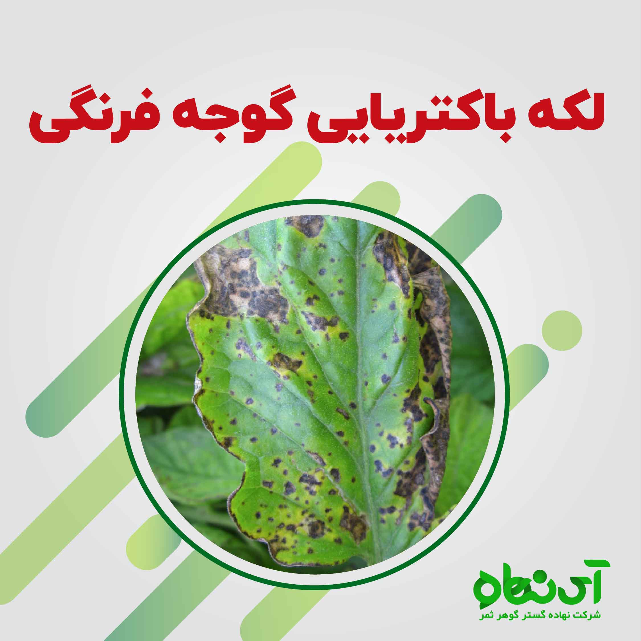 لکه باکتریایی گوجه فرنگی